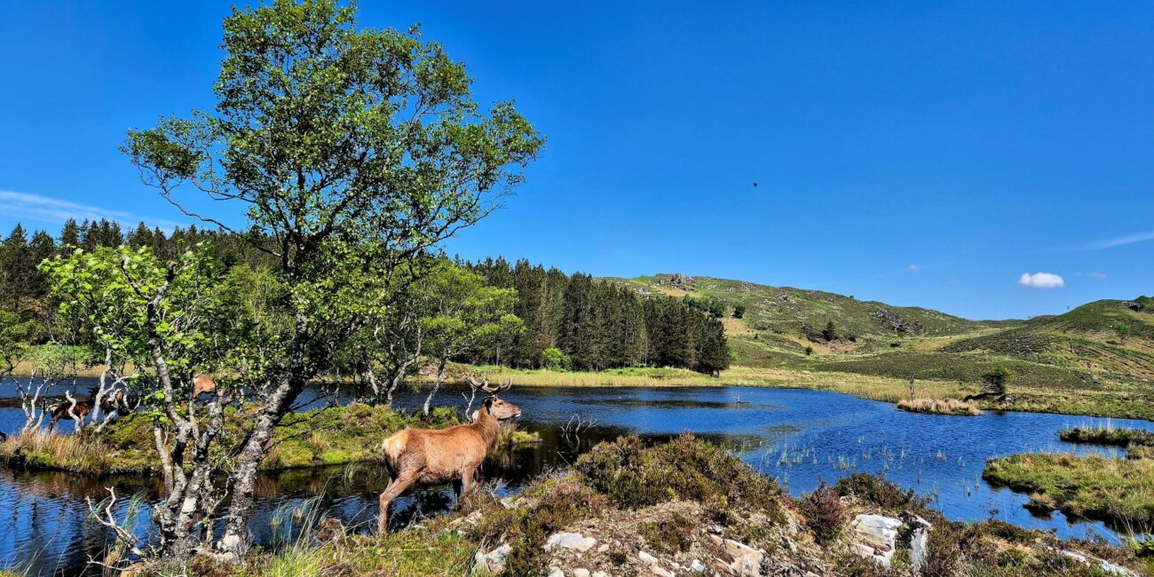 Reraig Forest Daktent op Reis