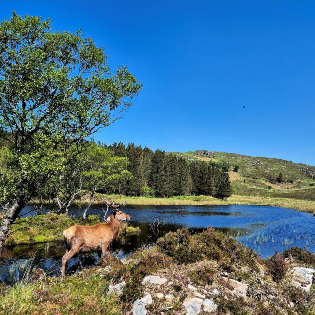 Reraig Forest Daktent op Reis