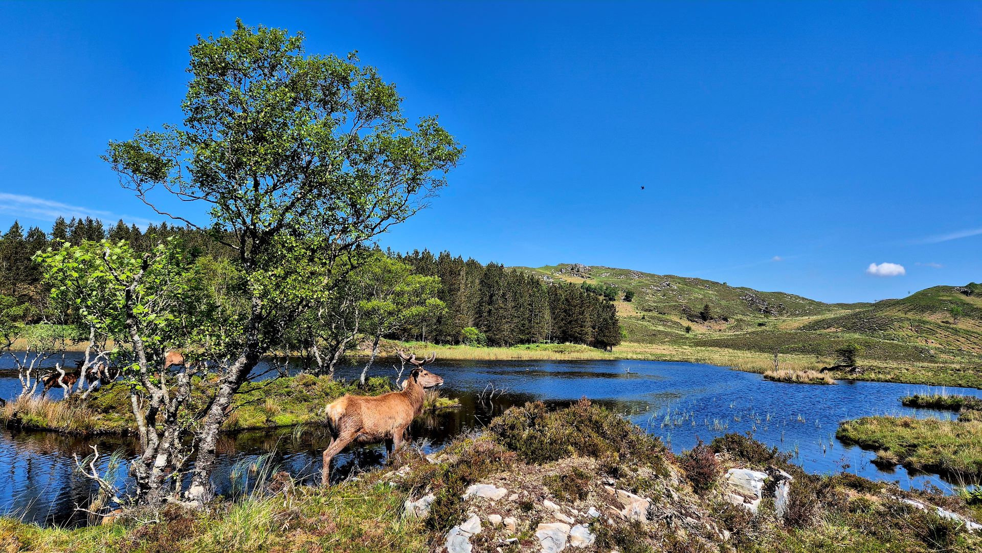 Reraig Forest Daktent op Reis