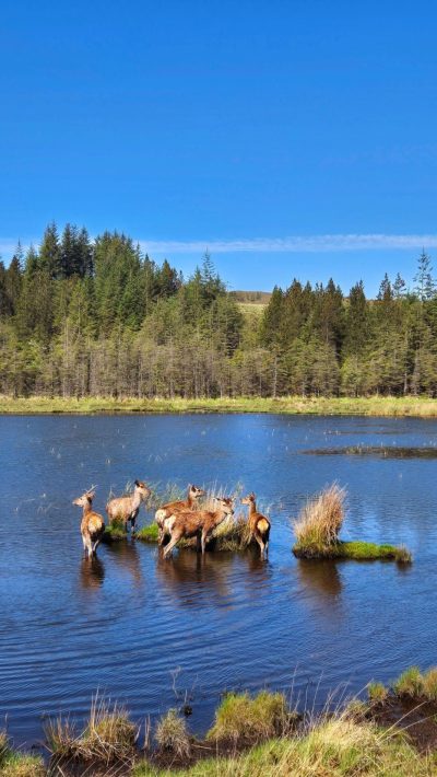 Reraig Forest Daktent op Reis