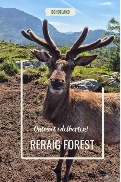 Reraig Forest Daktent op Reis Pinterest